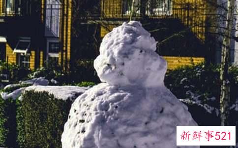 冬天室外过冬的花