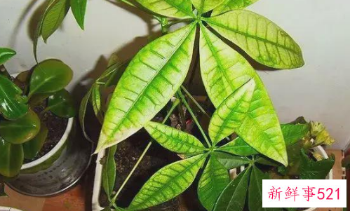 发财树对家居环境的影响