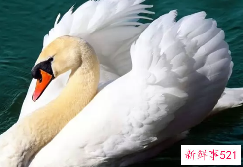 世界上颜值最高的10大动物