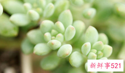 春季如何为多肉移盆