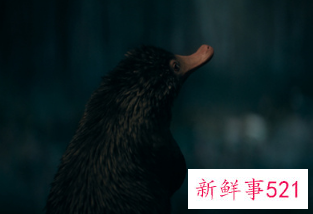 《神奇动物3》中国独家预告曝光