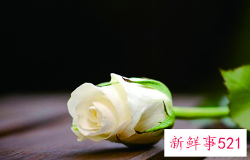 白玫瑰是什么寓意
