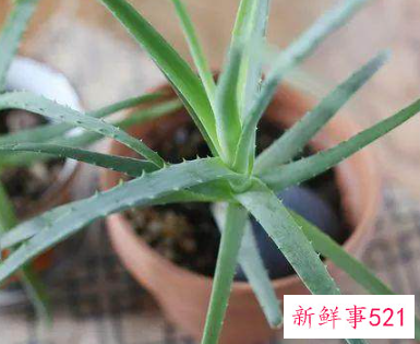 芦荟怎么栽培容易成活