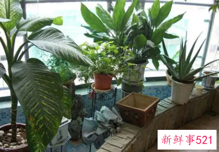 阳台种什么花对风水好