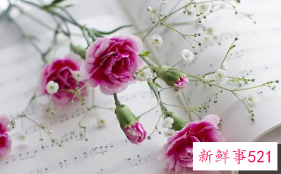 康乃馨花怎么养