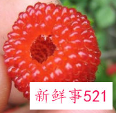 刺泡子的功效与作用