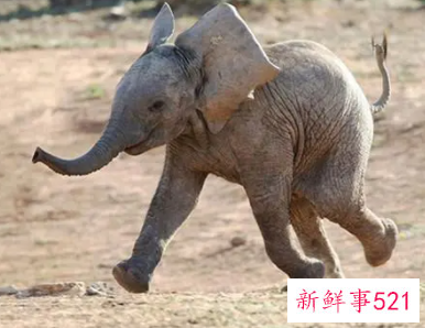 梦见动物尸体有什么征兆