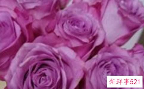 梦见玫瑰花有什么兆示