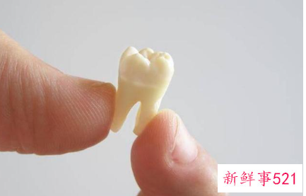 儿童退牙的顺序24颗牙