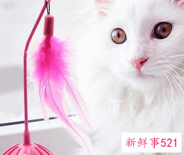 猫玩具选择要注意什么