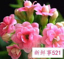 家庭养什么花好花风水好