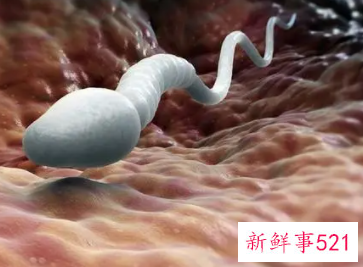 男人怎么吃补精子