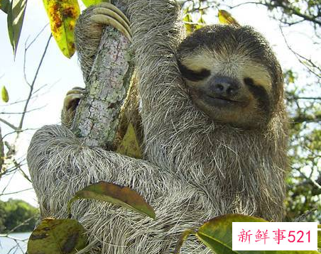 盘点世界十大奇特的动物