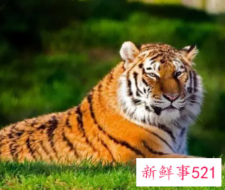 属虎男士佩戴什么手串好