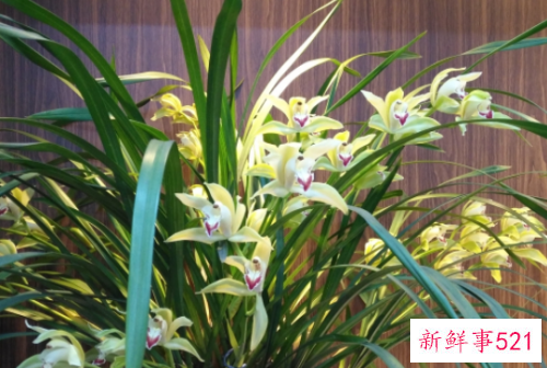 兰花的花语是什么