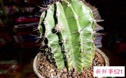 仙人掌果子泡水的功效与作用