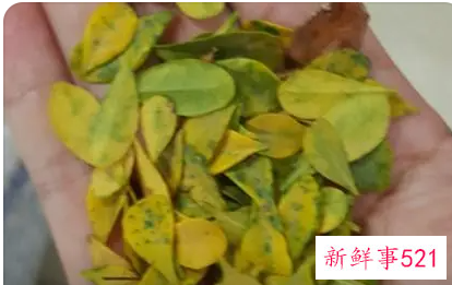 米兰叶子发黄怎么办