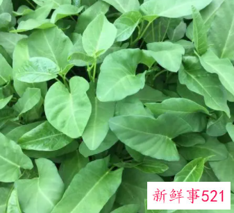 绿叶子蔬菜怎么保存