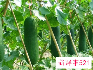 冬瓜的功效与作用和副作用