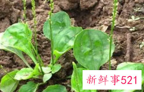 车前草怎么保存一年四季用