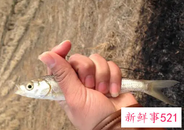 钓小白条用多长的鱼竿好