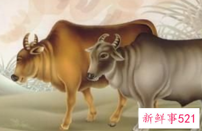 牛女今年运势如何