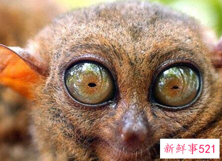 盘点世界十大奇特的动物