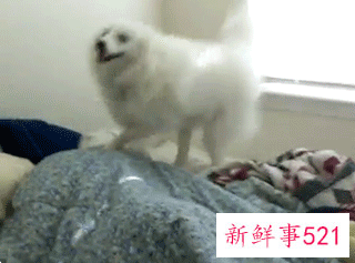 人养狗狗容易得什么病