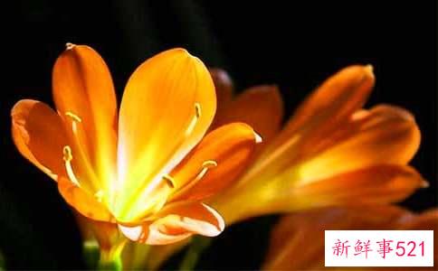 君子兰叶子上出现黄叶怎么办