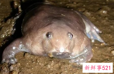 盘点世界十大奇特的动物