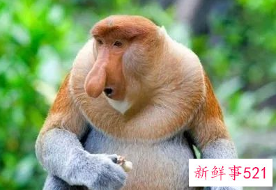 盘点世界十大奇特的动物