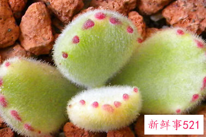 春季如何为多肉移盆