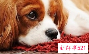 狗狗会怨恨主人吗