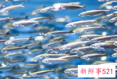 鱼疗有什么好处