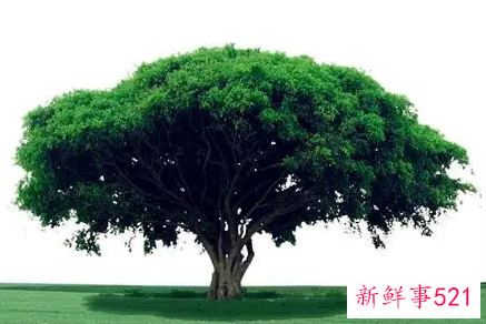 孕妇梦见大树预示着什么