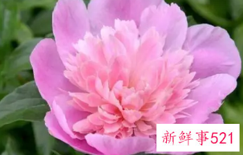 属猪的幸运植物有几种