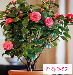 山茶花的繁殖方法有哪些