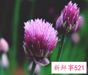 菊花与什么节日有关