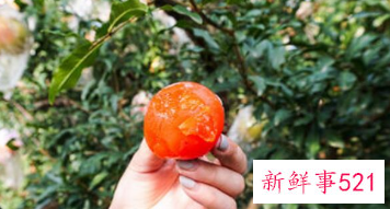 柿子要怎么催熟