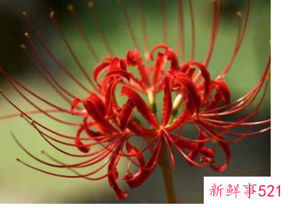 彼岸花是代表什么星座