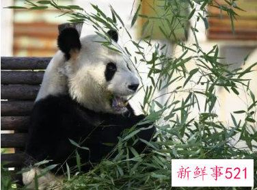 棕色大熊猫在秦岭已被发现10次