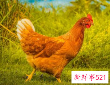 梦见鸡肉的寓意