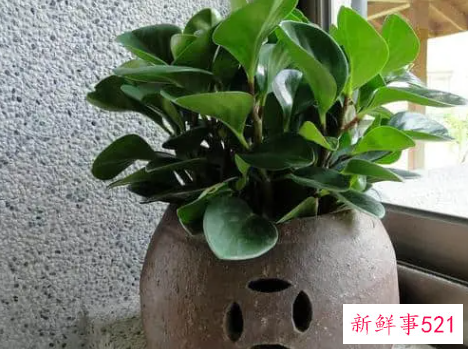 适合家居风水的植物有哪些