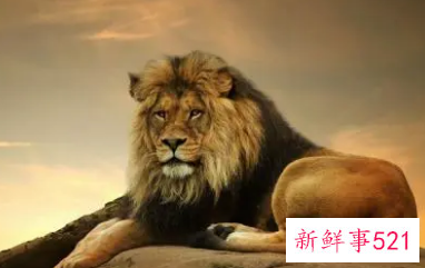 描写狮子的特点作文