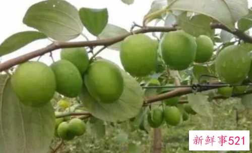 青枣属性寒还是热