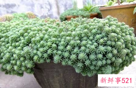 薄雪万年草怎么过冬