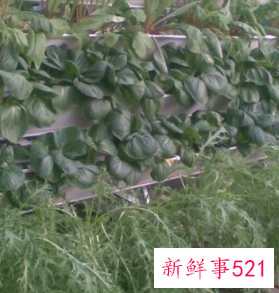 适合阳台种植的蔬菜水果效果图