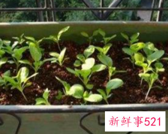 适合阳台种植的蔬菜水果效果图