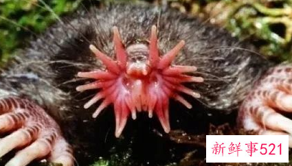 盘点世界十大奇特的动物