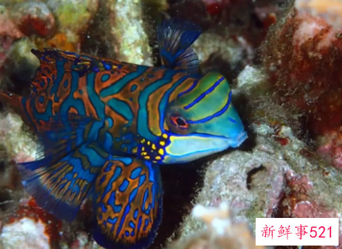 世界上颜值最高的10大动物